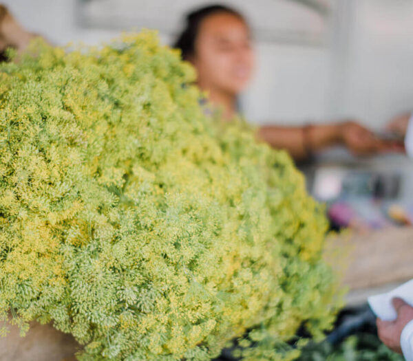 Freshness from Ollie's Produce Farm