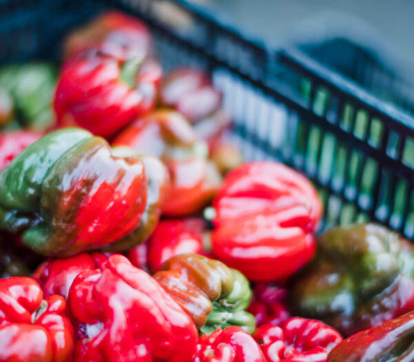 produce from Ollie's Produce Farm